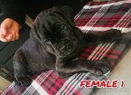 Cane Corso