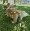 Welsh Corgi Pembroke