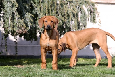 Rhodesian Ridgeback s PP