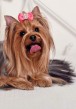 Yorkshire terrier s pp