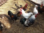 Chovné kohútiky z ekofarmičky