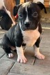 American bully