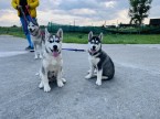 Sibirsky husky