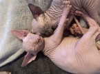 Sphynx - kanadsky