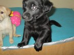 Darujeme šteniatka - čistokrvná pouličná zmes