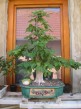 bonsai,bonsaj