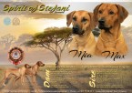 Rhodesian Ridgeback s PP