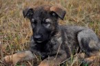 Nemecký ovčiak - šteniatka