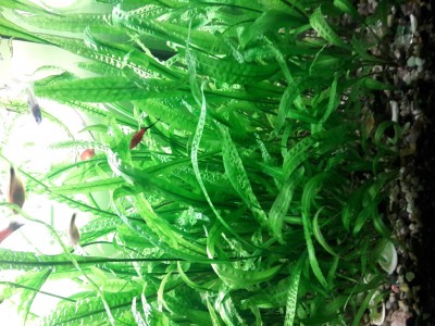 Cryptocoryne aponogetifoli