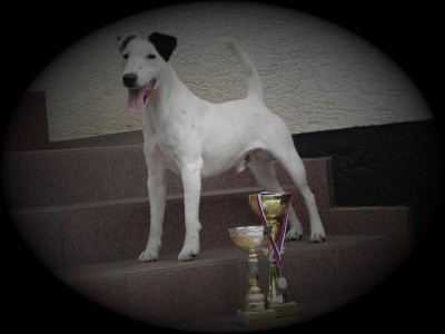 Foxterier hladkosrsty s pp