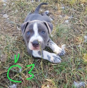 Predám šteniatka staforda