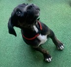 Cane Corso Fenka