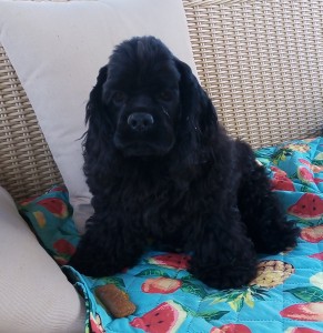 Americký kokeršpaniel s pp