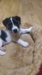 Predám šteniatka Jack russell terier