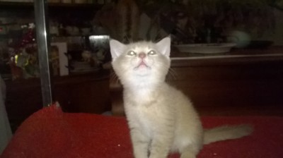 Britské mačiatka s PP