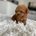 Toy Pudel šteniatka