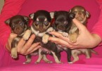 Čivava čokoládová 2 psy + 2 fenky