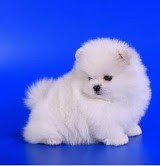 pomeranské šteniatka na prijatie.