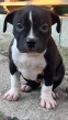 American bully