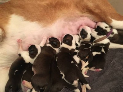 Štěňátka bernardýnů