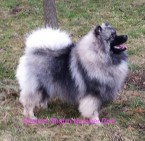 Německý špic vlčí / keeshond prodám štěňata s PP