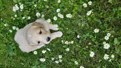 Šteniatka na predaj