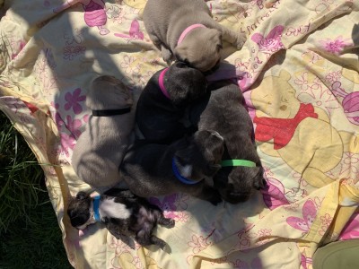 Mini francúzke buldočeky