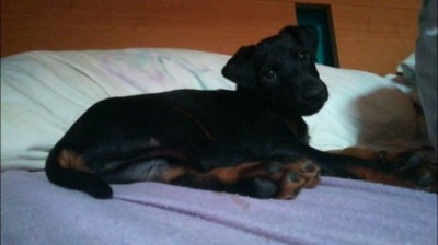 Darujem len do dobrých rúk