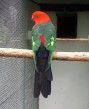 Predám papagáje královské