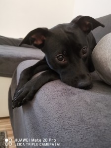 Predám Amstaff kríženu