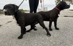 American bully xl