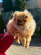 Pomerian mini