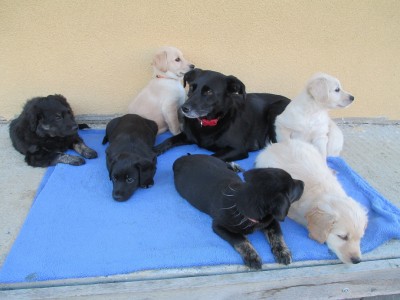 Darujeme šteniatka - čistokrvná pouličná zmes