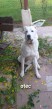 Predám Stredoazijske ovciaky