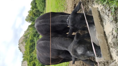 Býk a jalovička angus
