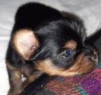 Yorkshire terrier s pp