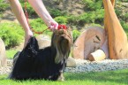 Yorkshire terrier s PP