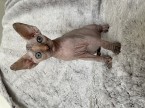 Kanadský sphynx mačiatka