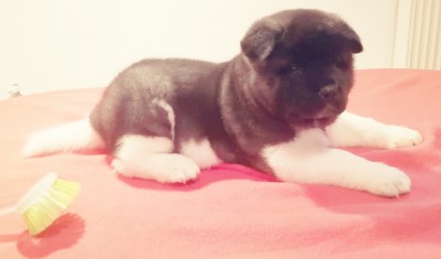 Predám štěnia americkej akity s PP