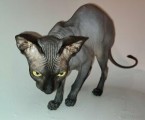 Donsky Sphynx