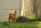 Rhodesian Ridgeback