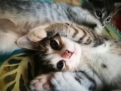 Darujem krásne mačiatka