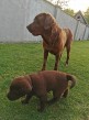 Predám šteniatka čoko Labradora