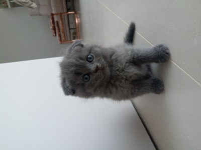 Škótske klapouché