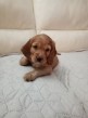Predám šteniatka anglického kokerspaniela