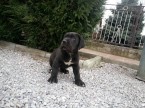 cane corso steniatka