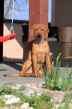 Rhodesian Ridgeback s PP