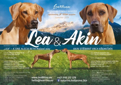 Šteniatka Rodézsky Ridžbek s PP