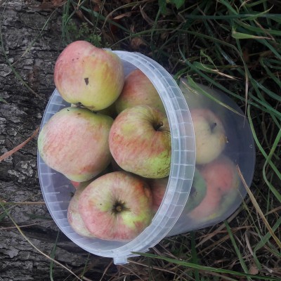 Jablká na kvas a šťavy