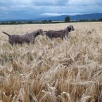 Slovenský hrubosrstý stavač